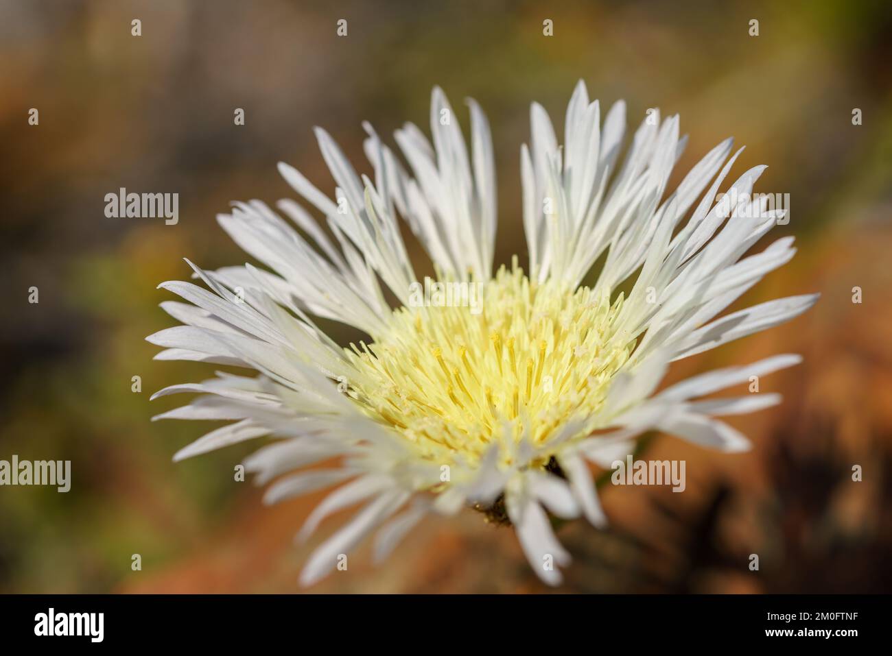 A macro shot of a miner's flower in the Atacama Desert Stock Photo