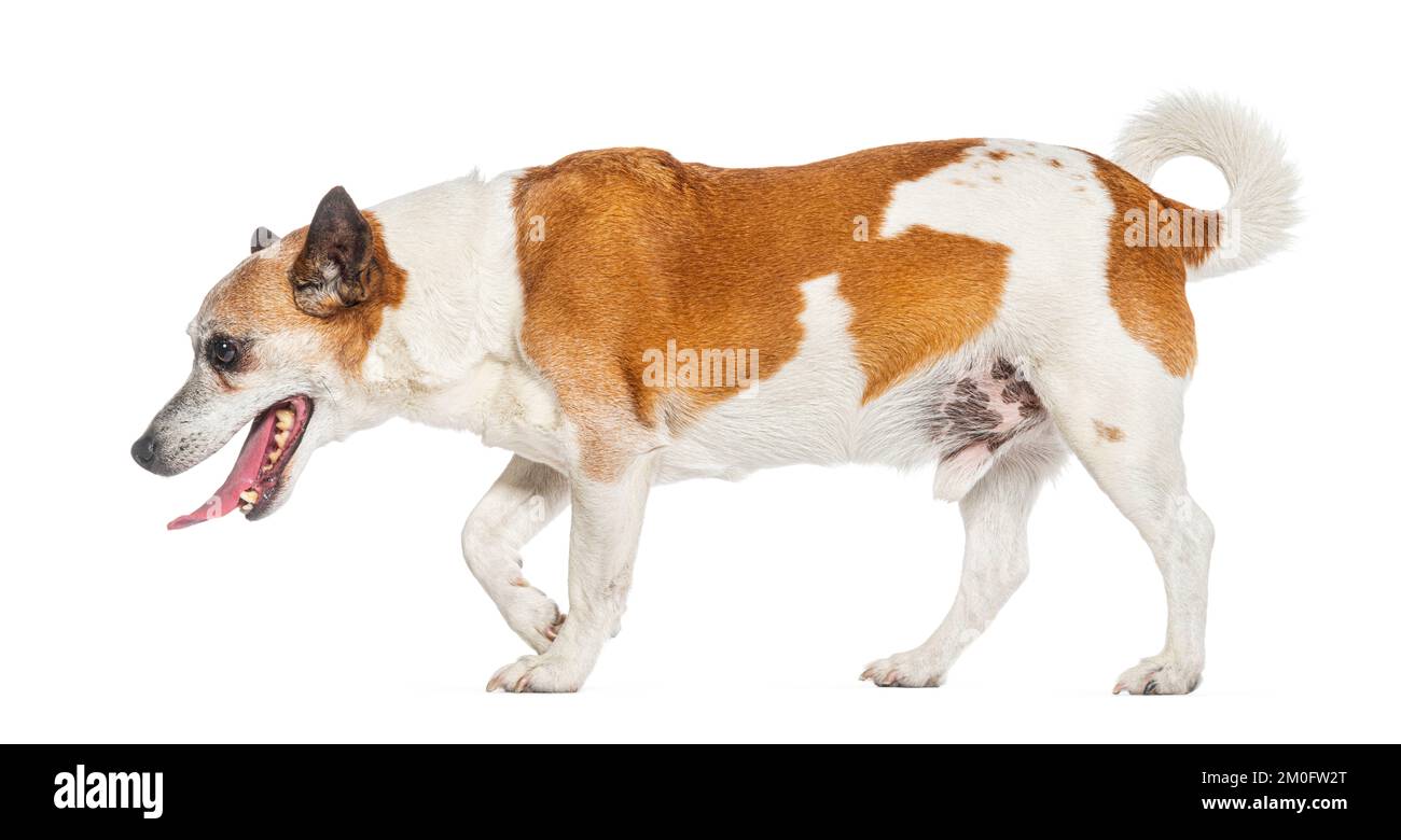 What Side Should A Dog Walk On