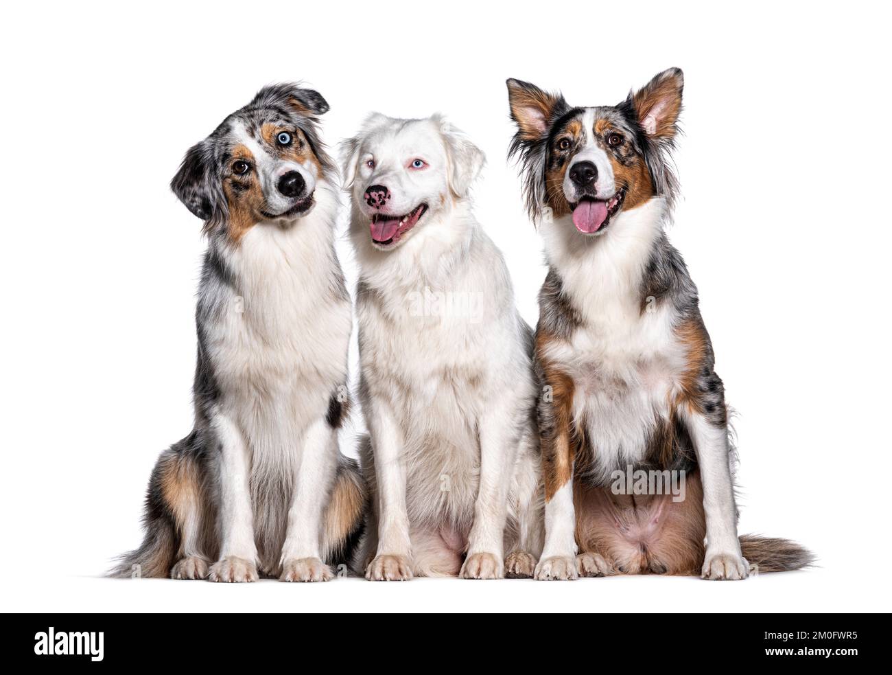 Blue and double merle Australian Shepherd, isolated on white Stock Photo Alamy
