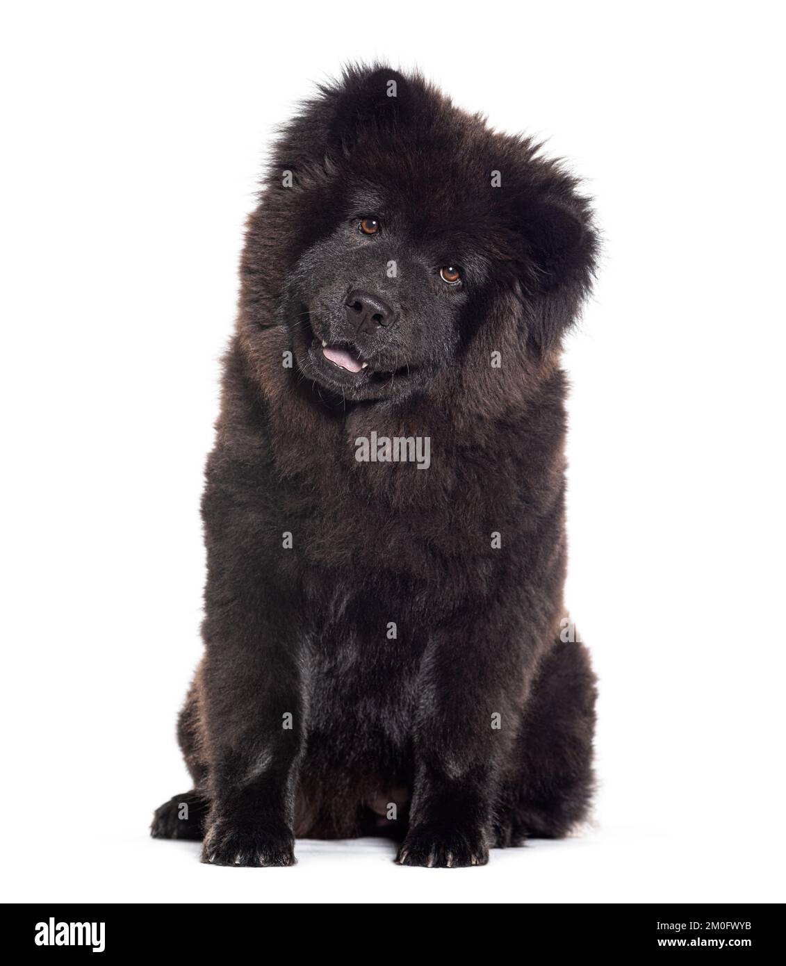 Puppy six months old black chow chow dog facing at the camera isolated