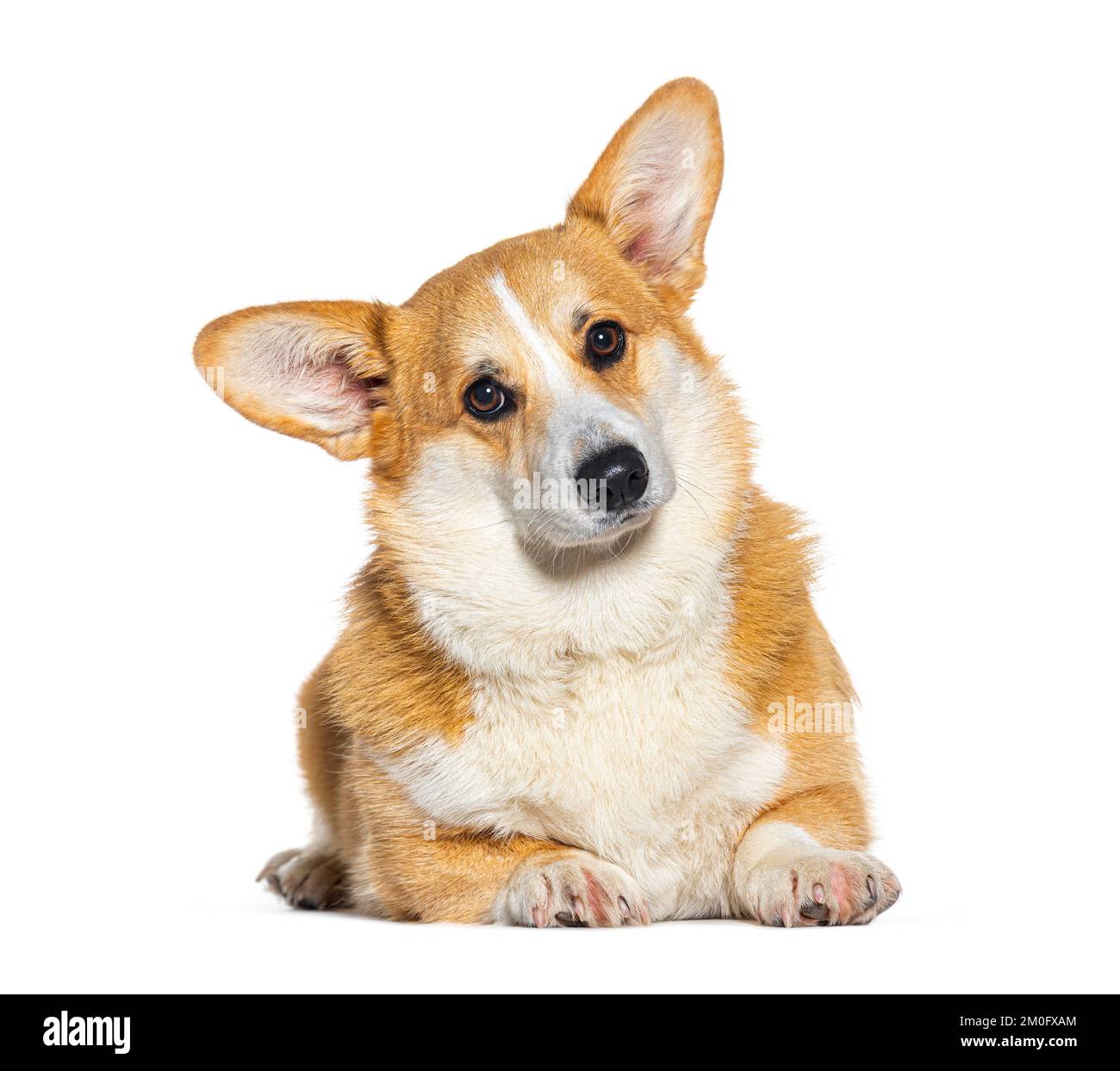 Lying Down Welsh Corgi Pembroke Isolated On White Stock Photo Alamy