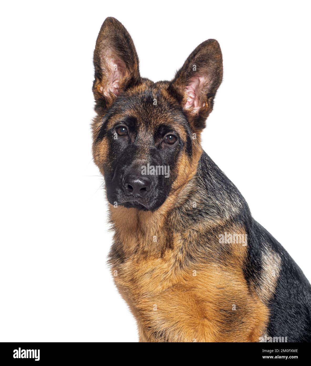 Head shot of a Four months old puppy German shepherd, isolated on white Stock Photo