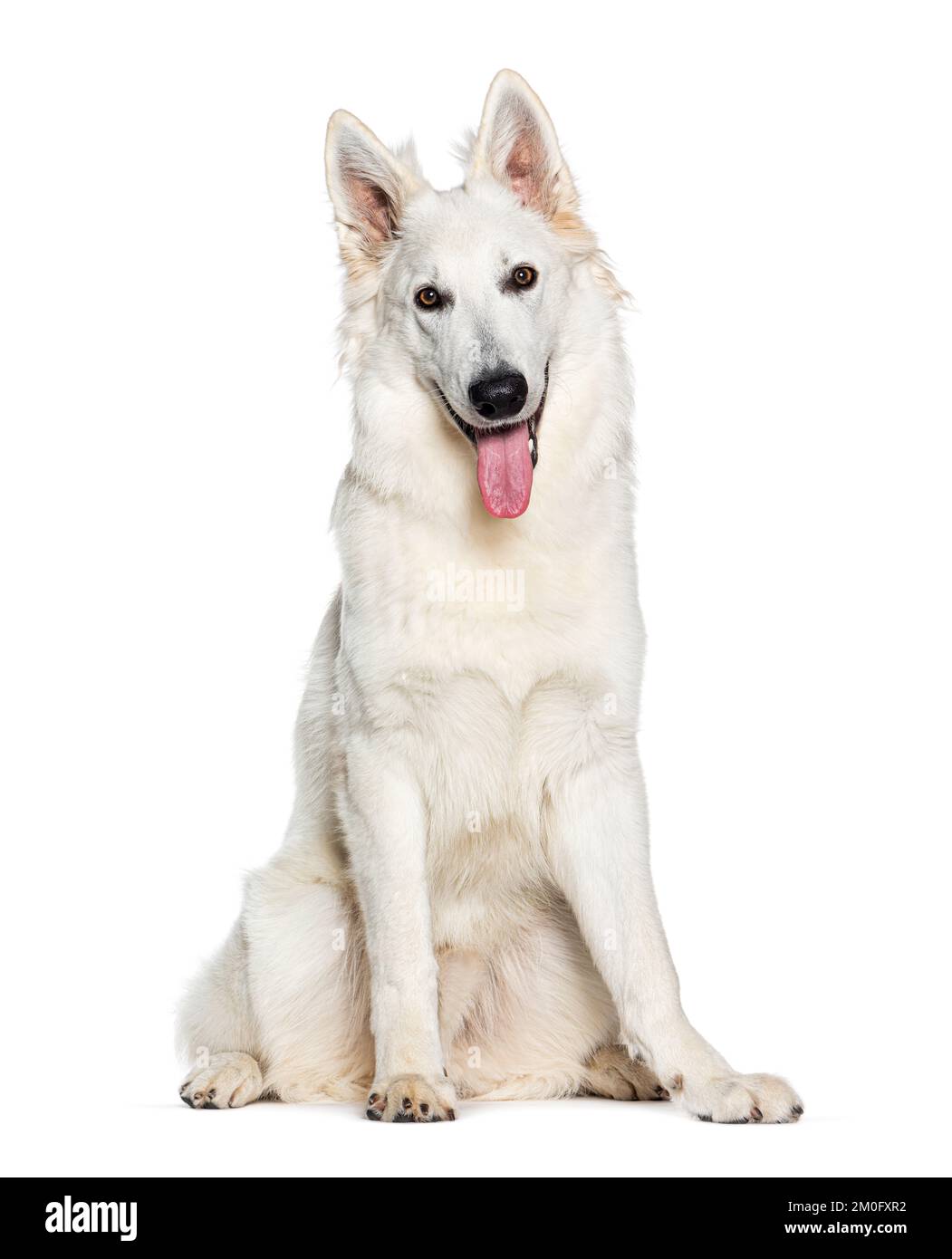 Swiss Shepherd Dog panting mouth open facing at he camera, isolated on