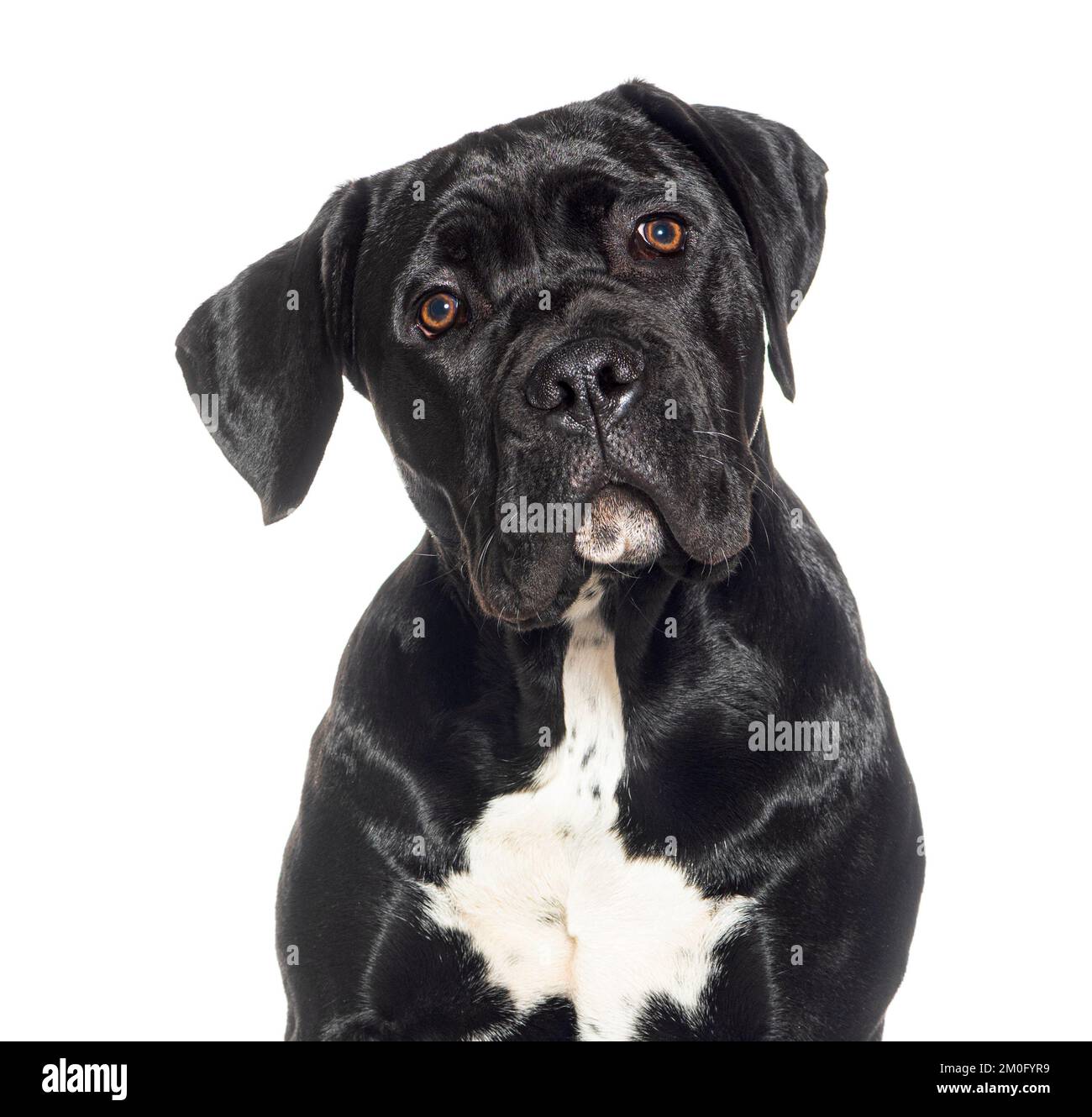Puppy, five months old, Cane corso, isolated on white Stock Photo Alamy