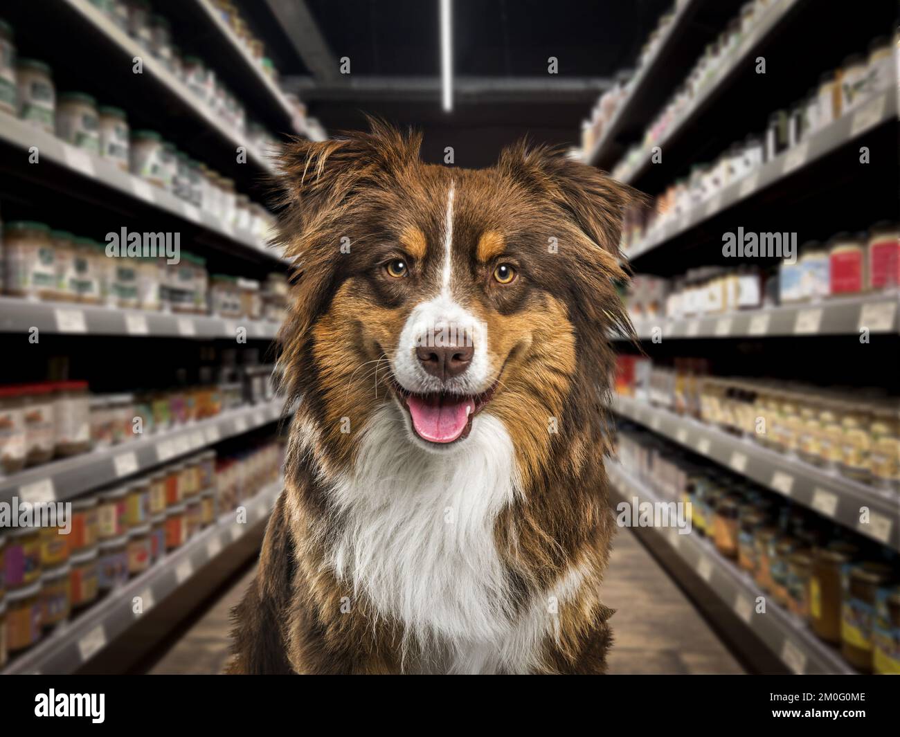 Border collie dog panting, looking at the camera, in front of food shelves in a pet store. The background is blurred and dark. Stock Photo