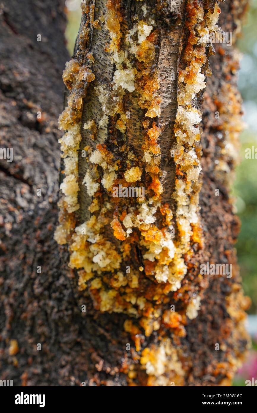 Almond tree oozing sap from bark due to fungal disease, Spain. Stock Photo