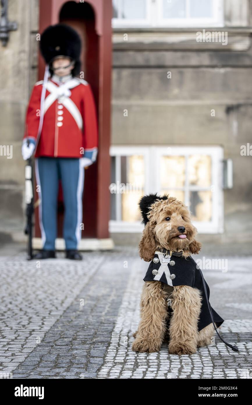 The 5-month-old Cockapoo, named Topper, visited Amalienborg Palace Square in Copenhagen, on Queen Margrethe's Golden Jubilee. In his eye-catching outfit, Topper has quickly become known on social media in Denmark, after his family brought him with them, to visit a family friend who recently became a guard at the Queens Copenhagen residence. Friday, January 14, 2022. (Photo: Mads Claus Rasmussen / Ritzau Scanpix) Stock Photo