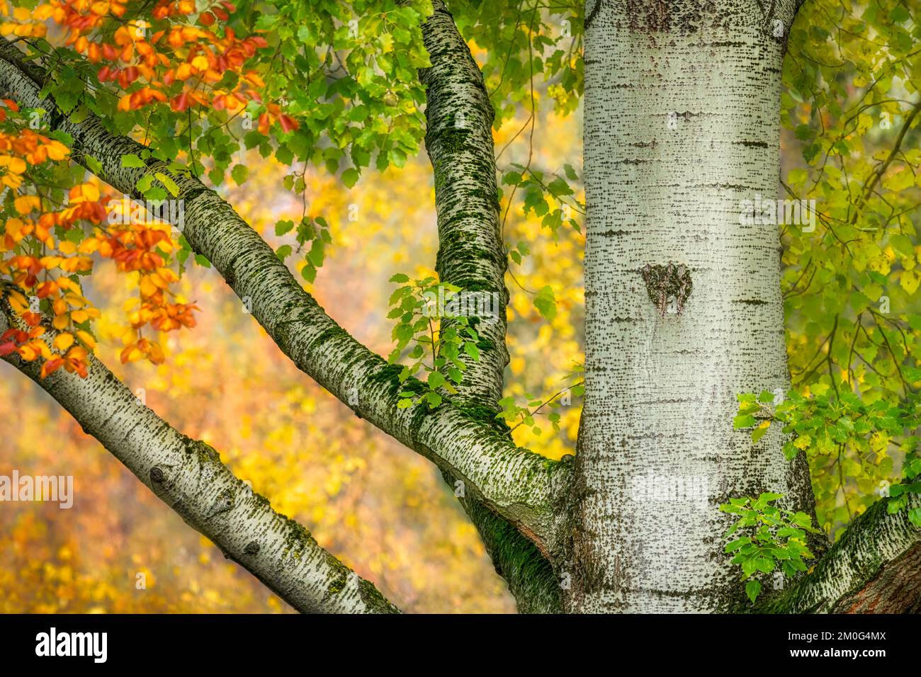 Thick limbs extend from the tree trunk, Populus species, the bark with diamond-shaped lenticels, autumnal coloured environment, Rhineland, Germany Stock Photo