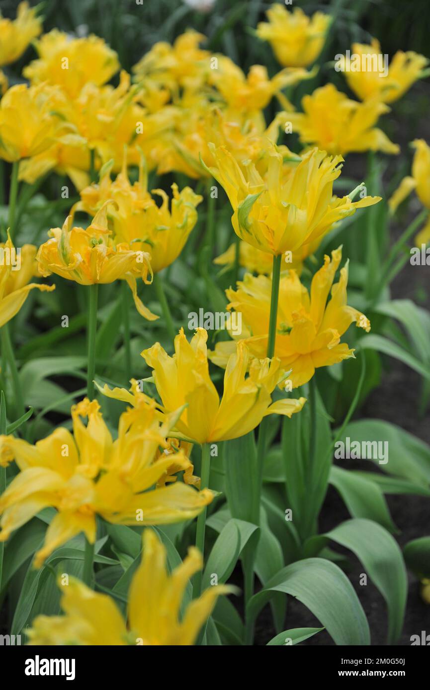 Spider Bloom Double yellow lily-flowered tulips (Tulipa) Yellow Spider bloom in a ...