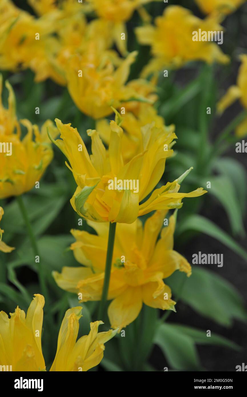 Spider Bloom Double yellow lily-flowered tulips (Tulipa) Yellow Spider bloom in a ...
