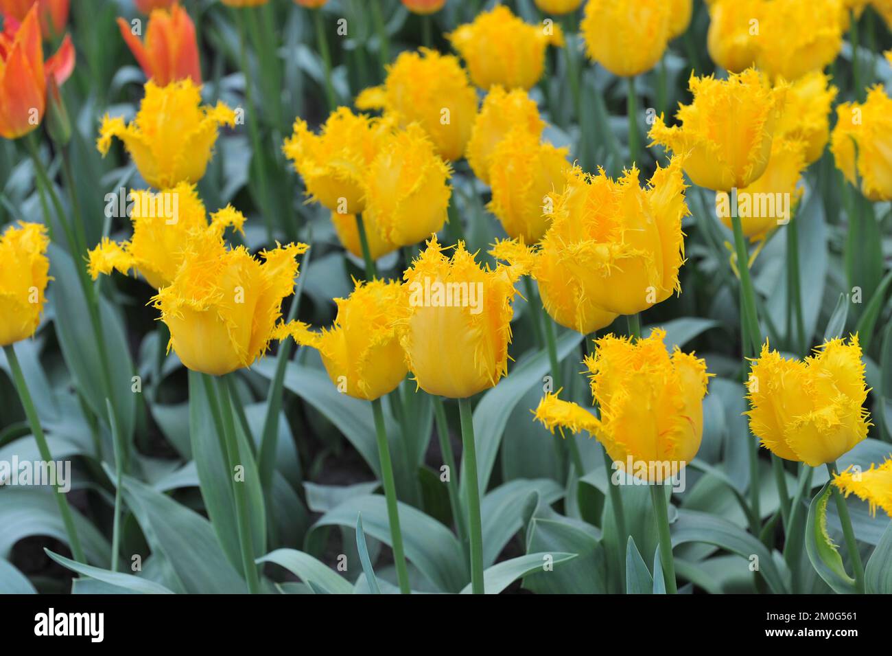 Yellow fringed tulips (Tulipa) Yellow Valery bloom in a garden in March ...