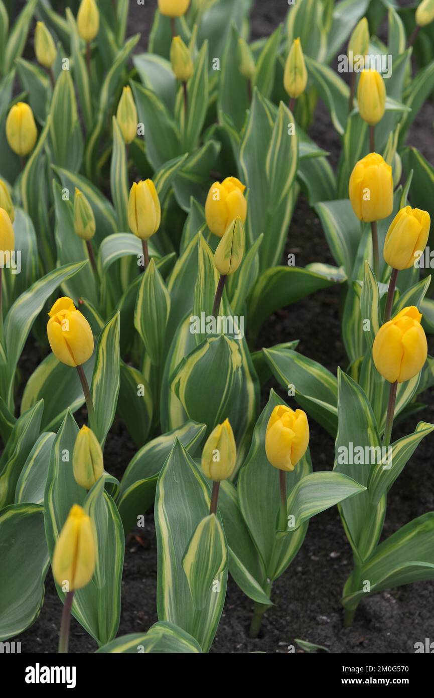 Yellow Darwin Hybrid tulips (Tulipa) Yellow Wave with variegated foliage bloom in a garden in March Stock Photo