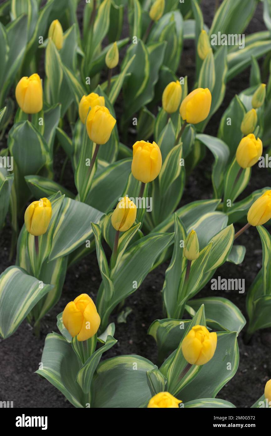 Yellow Darwin Hybrid tulips (Tulipa) Yellow Wave with variegated foliage bloom in a garden in March Stock Photo