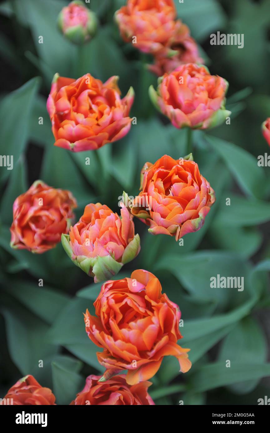 Orange peony-flowered Double Early tulips (Tulipa) Zoe bloom in a garden in April Stock Photo