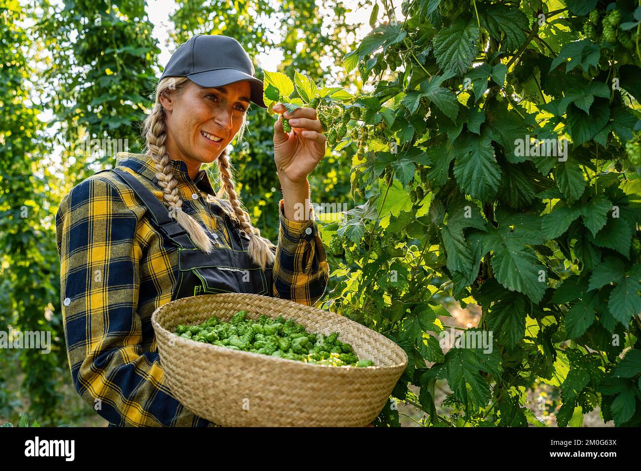 Female farmer holding basket with hops of this years hops harvest in the field in Bavaria Germany. Stock Photo