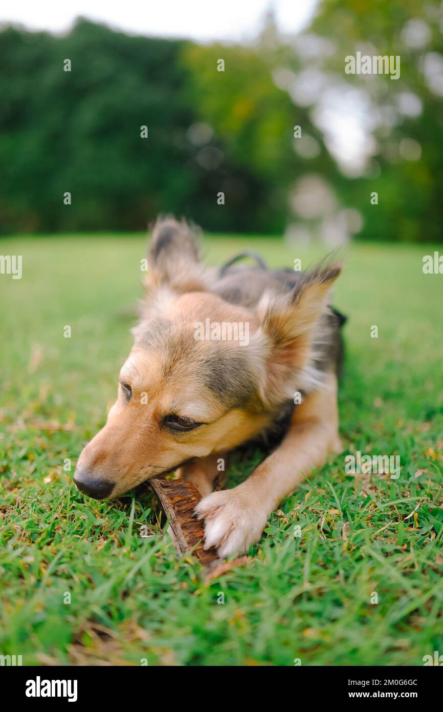 Mixed-breed multicolor dog holds Flamboyant plant between paws and chews on it, fluffy ears up. Medium-sized pet on the grass. German Shepherd mix. Stock Photo