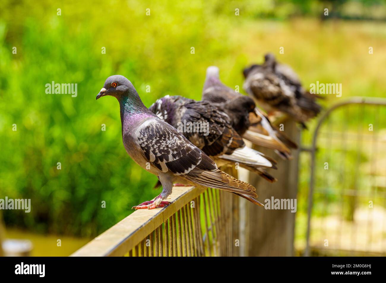 View of pigeons, in the Yarkon Park, Tel-Aviv, Israel Stock Photo