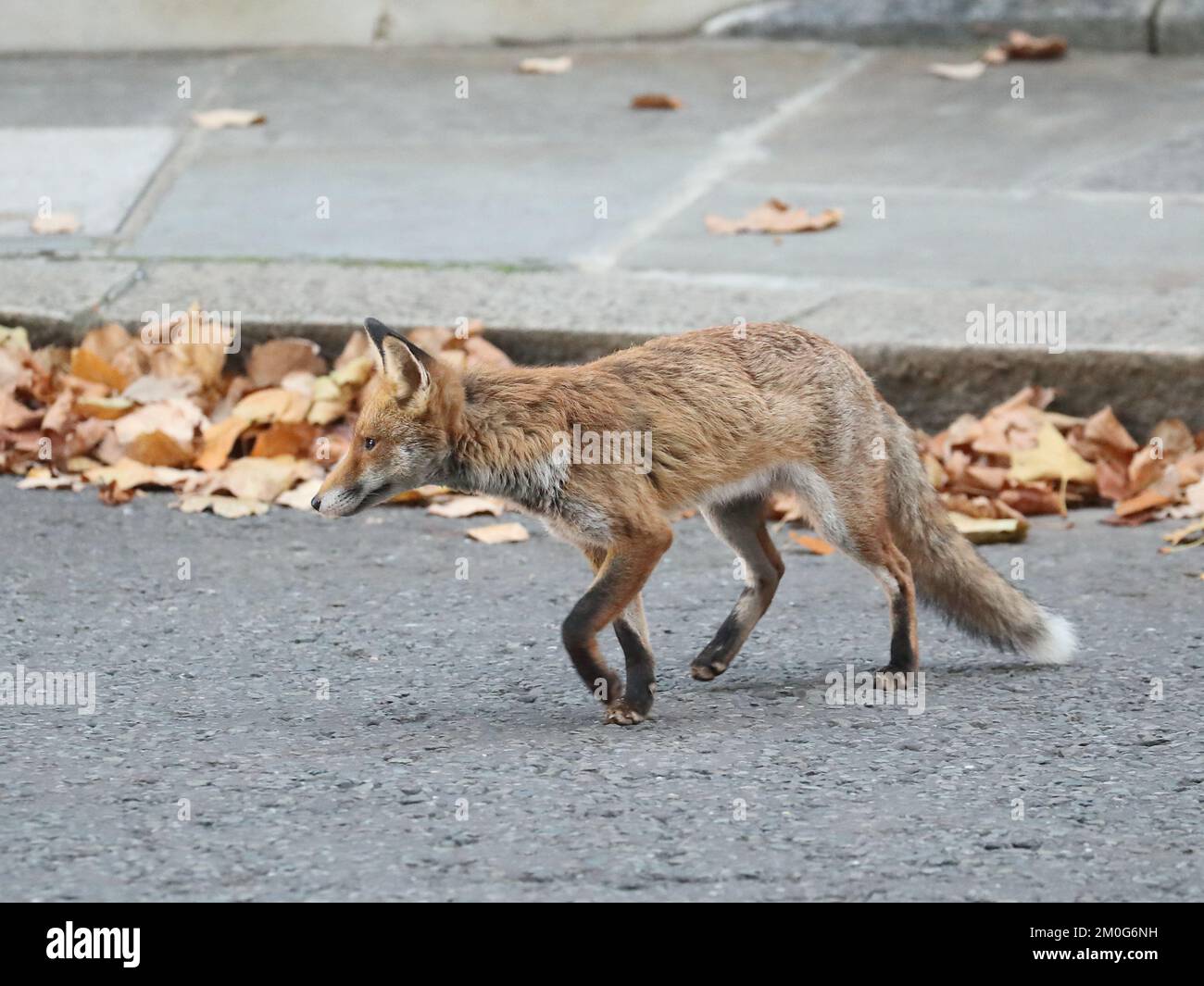 Downing Street, London, UK. 6th Dec, 2022. An urban fox roamed Downing Street. Credit: Uwe Deffner/Alamy Live News Stock Photo