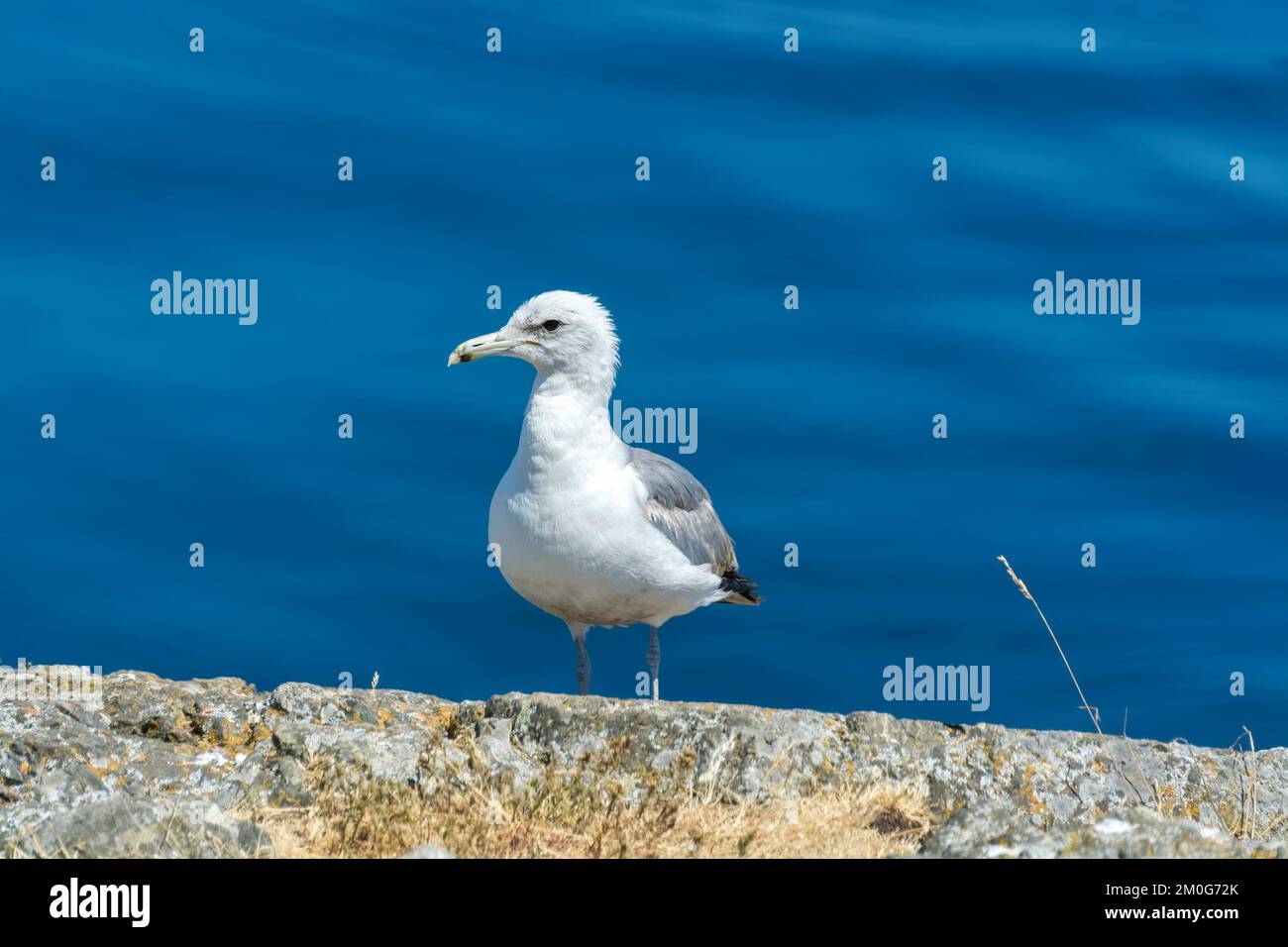 White and gray sigal landed on a rock on blue water background Stock Photo