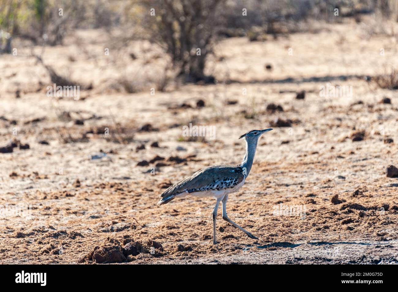 The Kori Bustard -Ardeotis kori- is considered to be the largest flying ...
