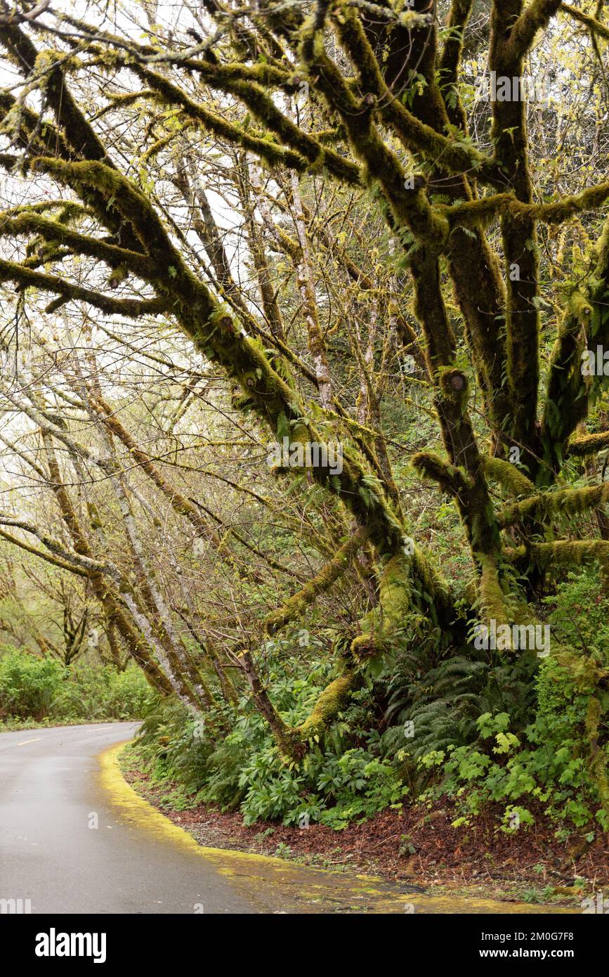 A vertical shot of redwood trees in Redwood National and State Park in ...