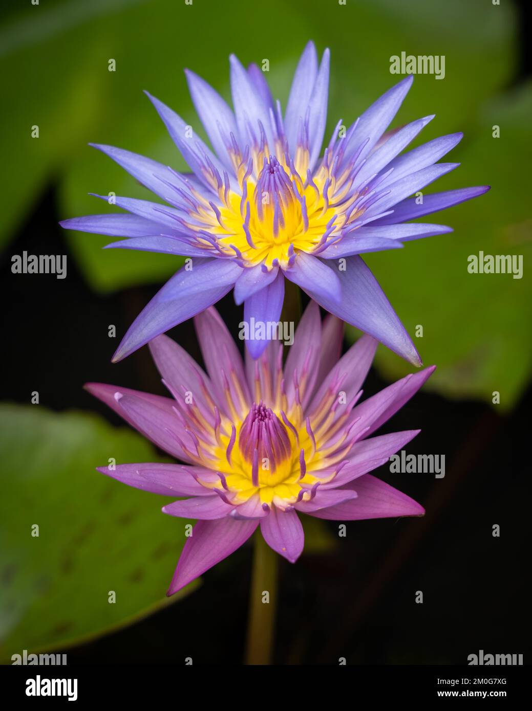 Closeup view of bright pink and purple blue tropical water lily flowers blooming on natural background Stock Photo