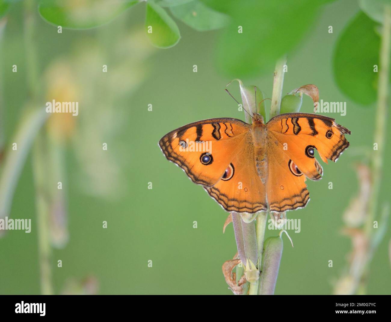 Junonia almana, the peacock pansy, is a species of nymphalid butterfly found in Cambodia and South Asia. Stock Photo