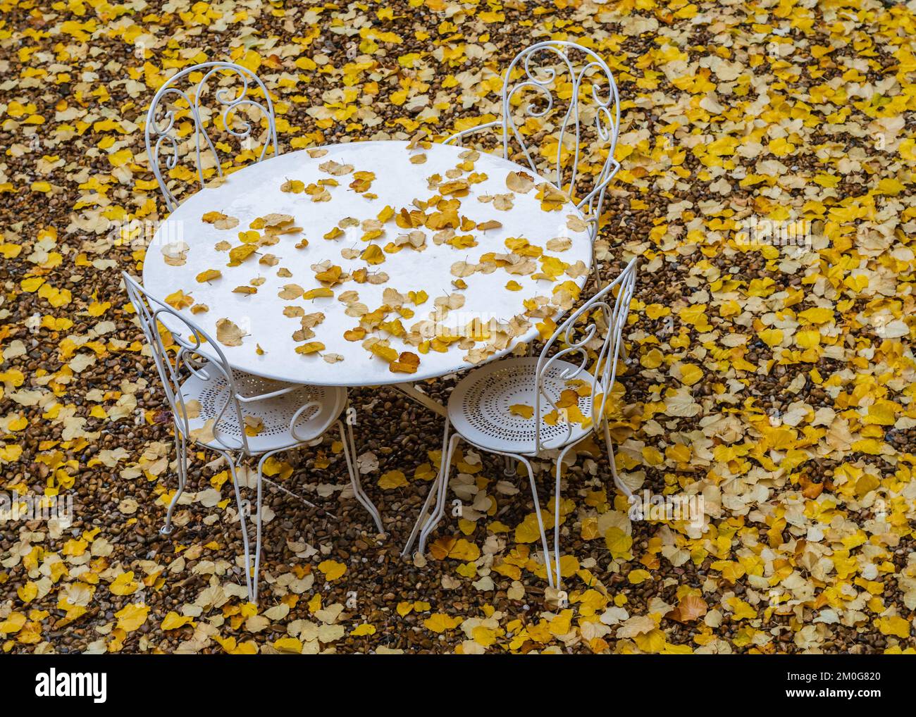 Scenic autumn view of fallen golden linden tree leaves in wet garden