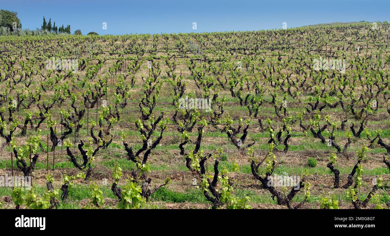 Sennori, Sardinia. An vineyard in spring Stock Photo