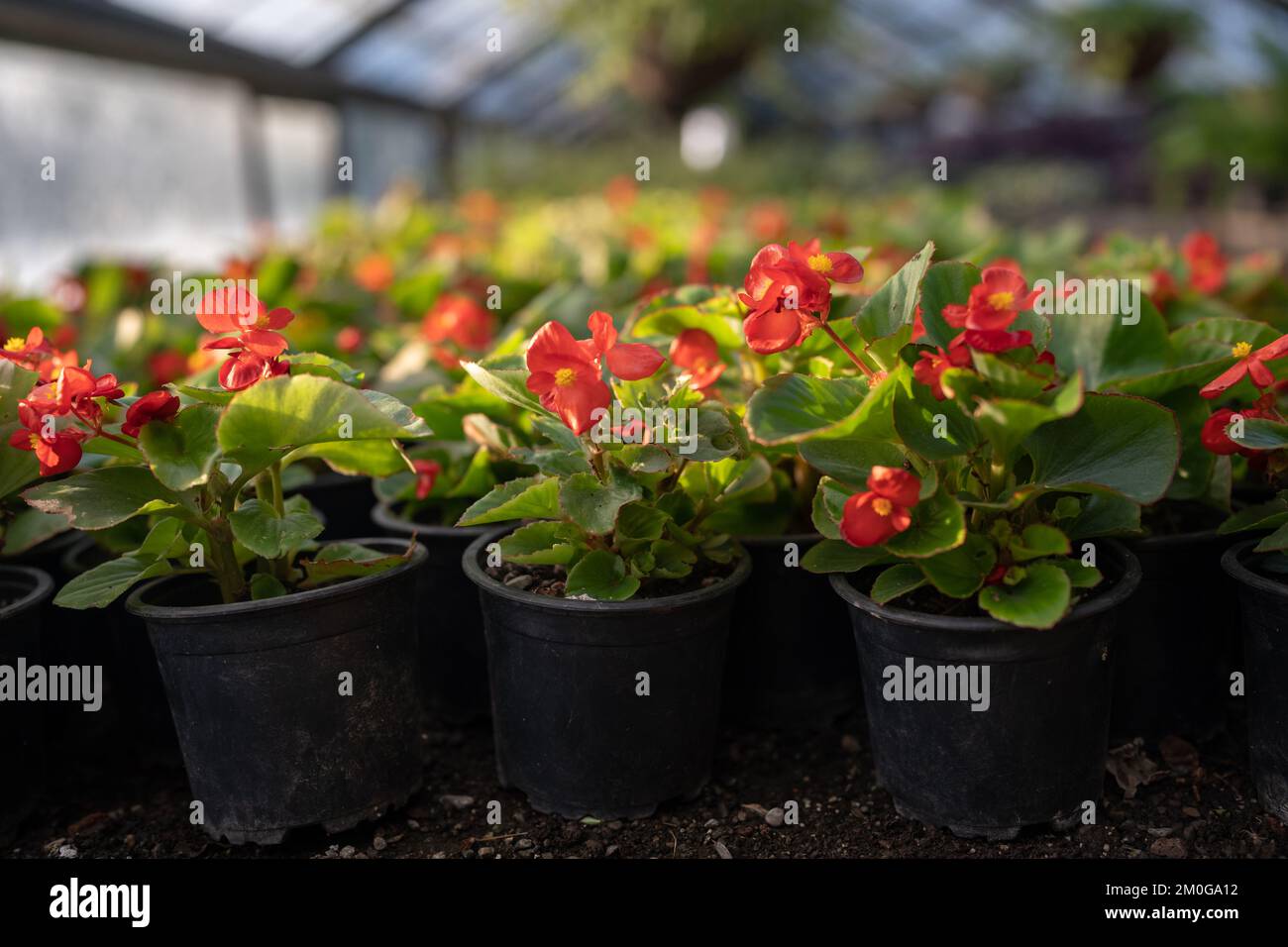 Green flowering begonia plants in dark pots with soil indoors in nurseries with glass roof and walls Stock Photo