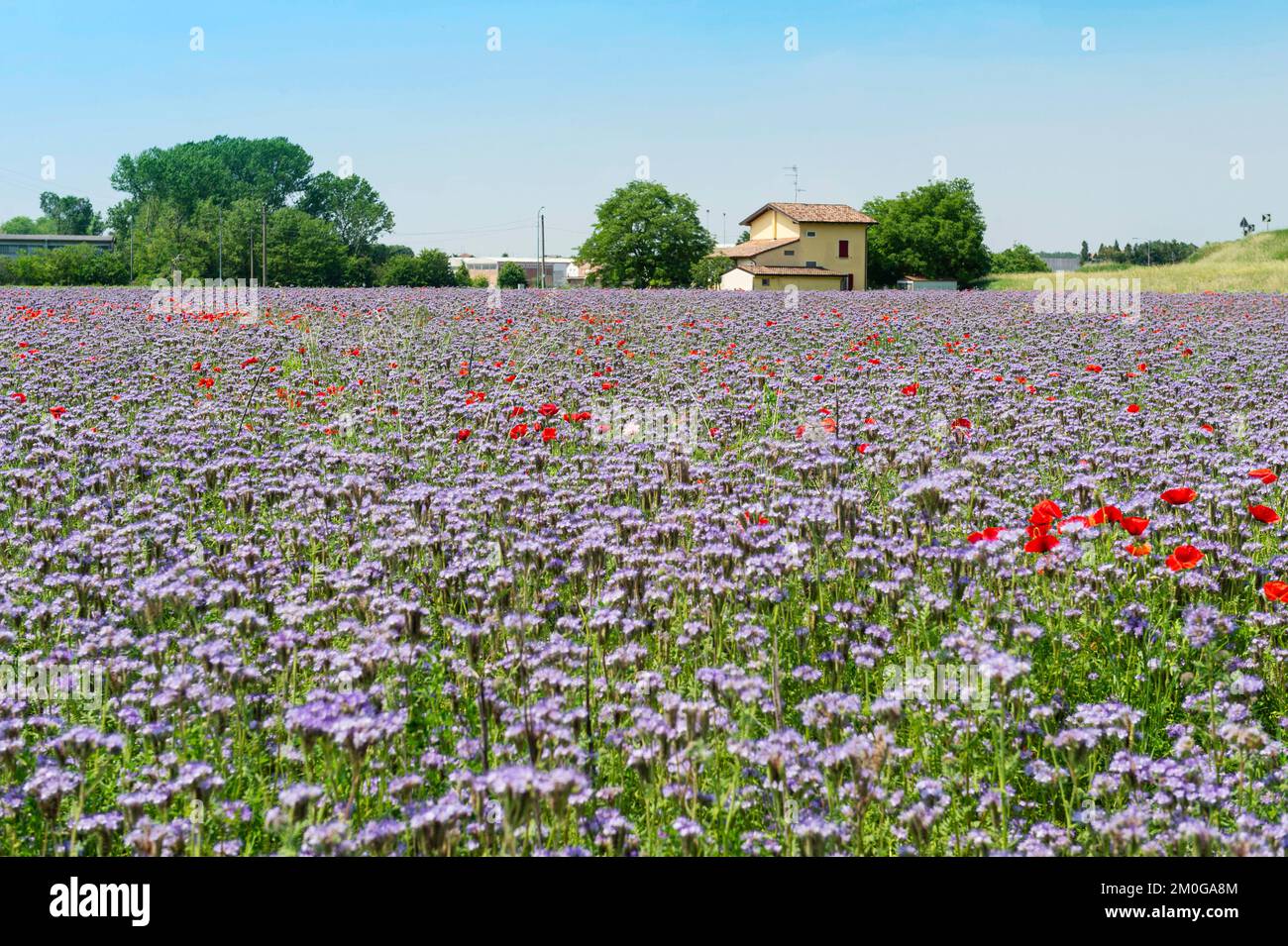 meadow with facelia and poppy flowers, brescello, italy Stock Photo