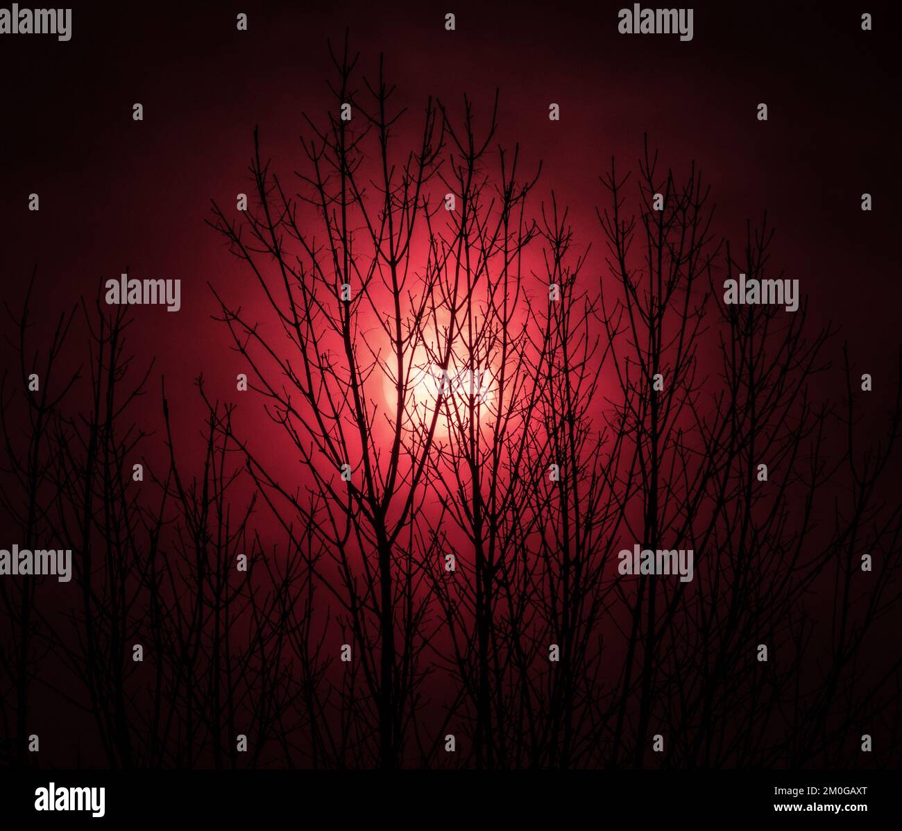 red sky sun setting behind the branches of a tree Stock Photo
