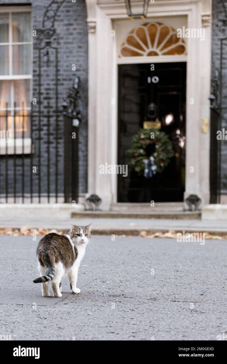 Downing Street, London, UK.  6th December 2022. Larry, brown and white tabby cat and Chief Mouser to the Cabinet Office, outside Number 10 Downing Street, with the famous black door decorated with a Christmas wreath. Photo by Amanda Rose/Alamy Live News Stock Photo