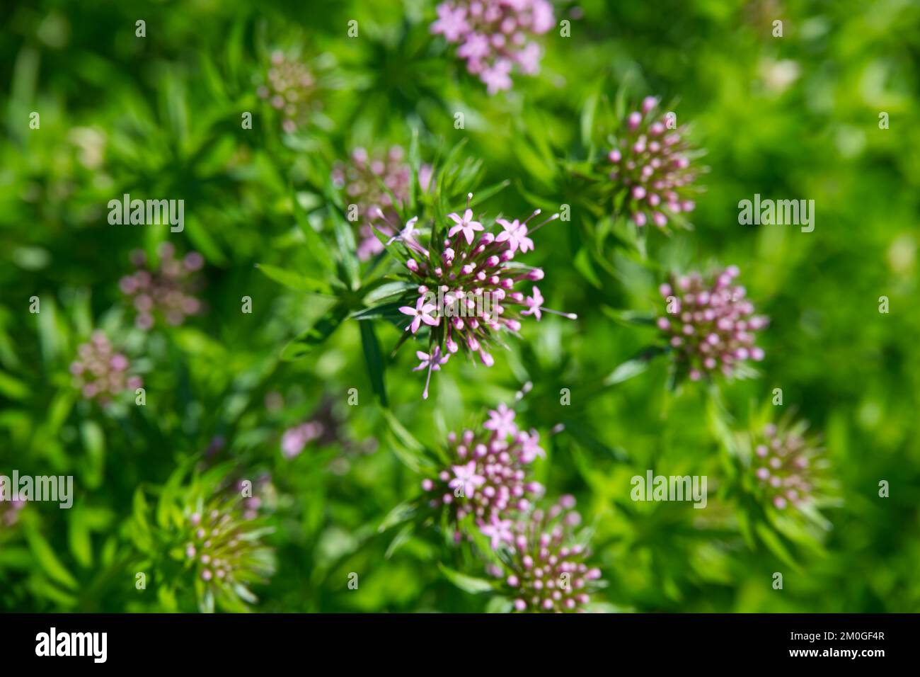 Pink summer flowers of Phuopsis stylosa / Caucasian crosswort in UK garden June Stock Photo