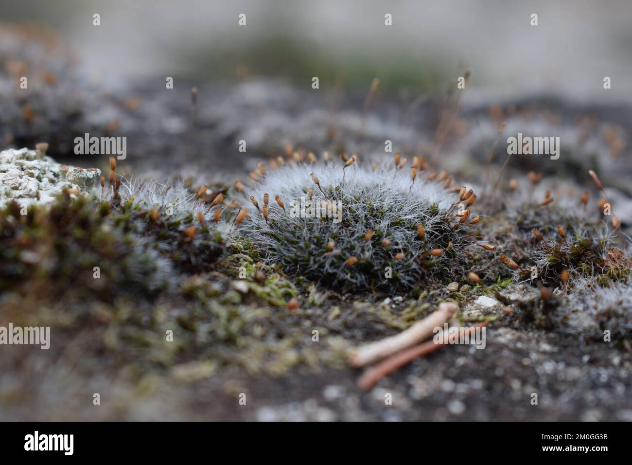 dung moss Splachnum rubrum on the ground with blur background Stock Photo