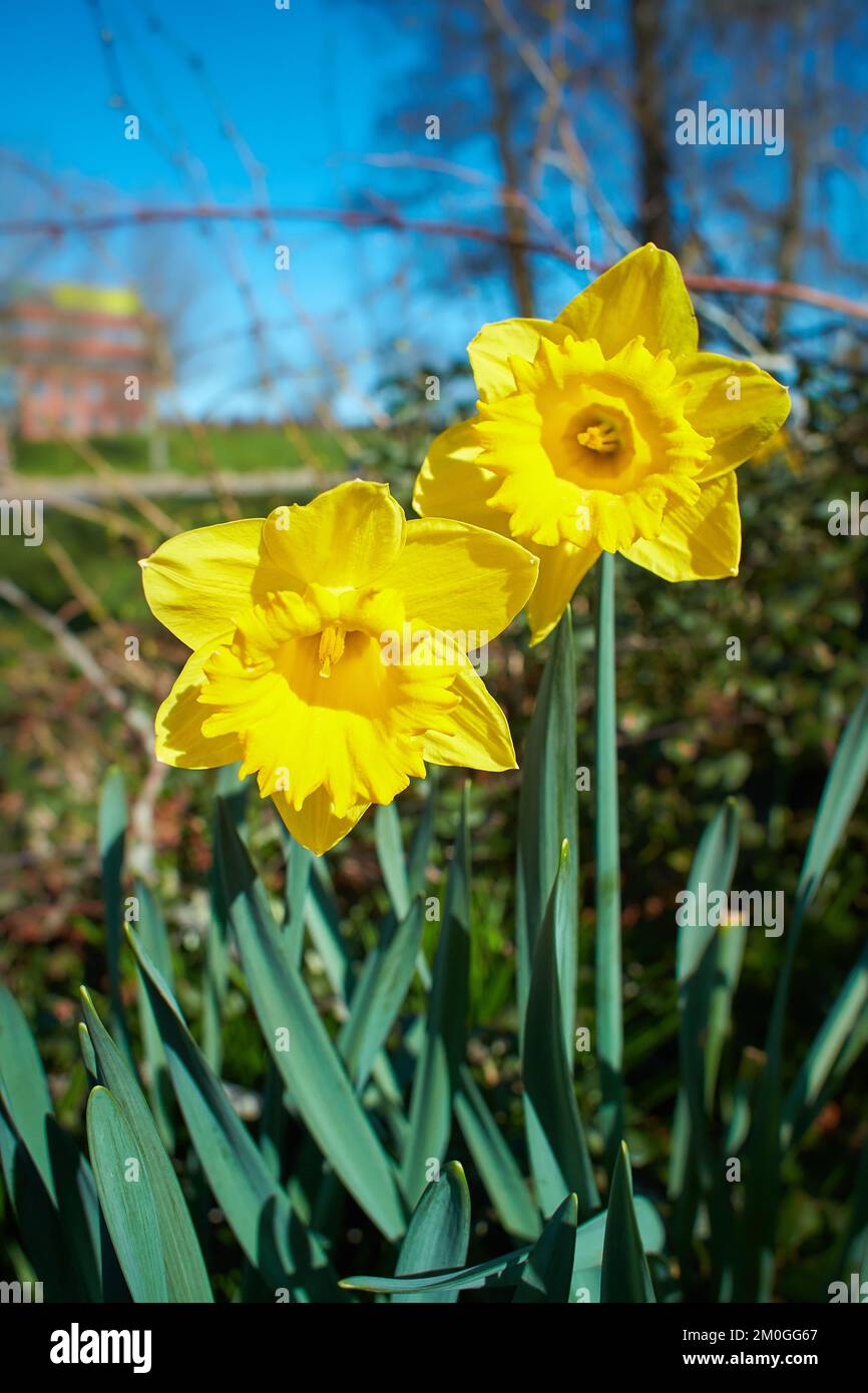 Vivid white, yellow tulips with variegated leaves bloom in a garden in a spring day, beautiful outdoor floral background photographed with soft focus. Stock Photo
