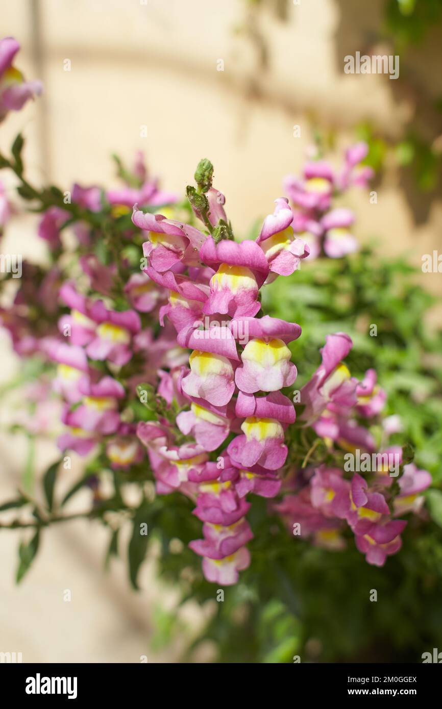 Pink, violet flower of Snapdragon, Antirrhinum majus in the garden. Summer and spring time. Stock Photo
