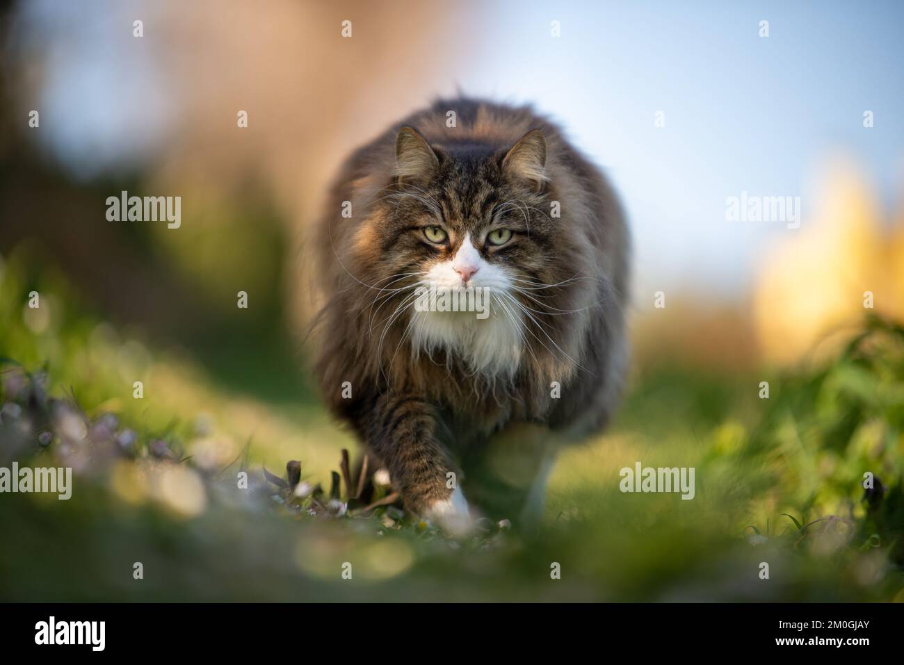 Long haired cat no people hi-res stock photography and images - Alamy