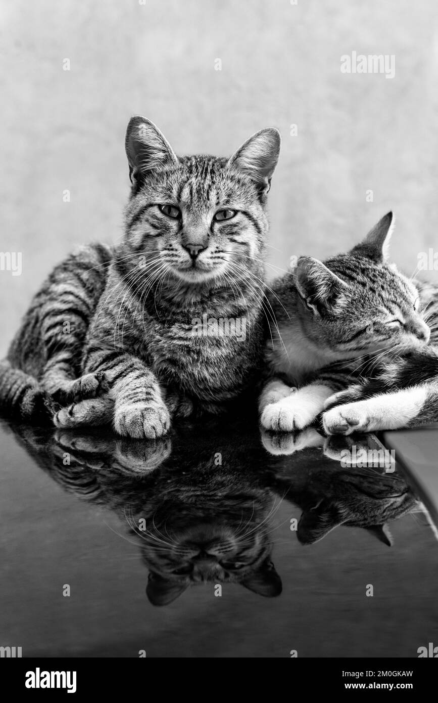 Two cats on a roof Black and White Stock Photos & Images Alamy