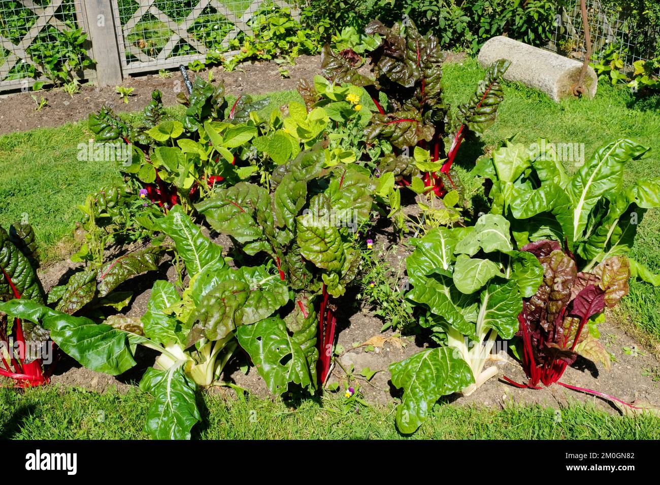 Close-up of assorted varieties of chard in a vegetable garden - John Gollop Stock Photo