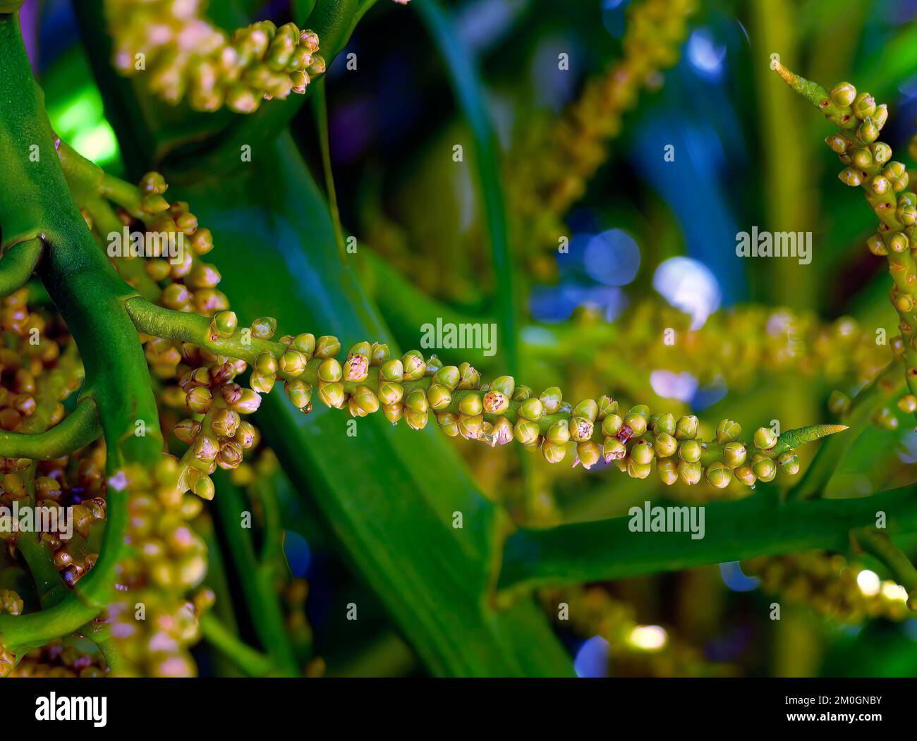 Close up yellow coconut pollen, tiny flowers on a coconut palm tree