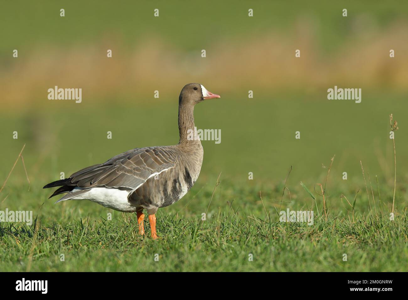 Greater white-fronted goose (Anser albifrons) standing in a meadow, Xanten, Lower Rhine, North Rhine-Westphalia, Germany, Europe Stock Photo