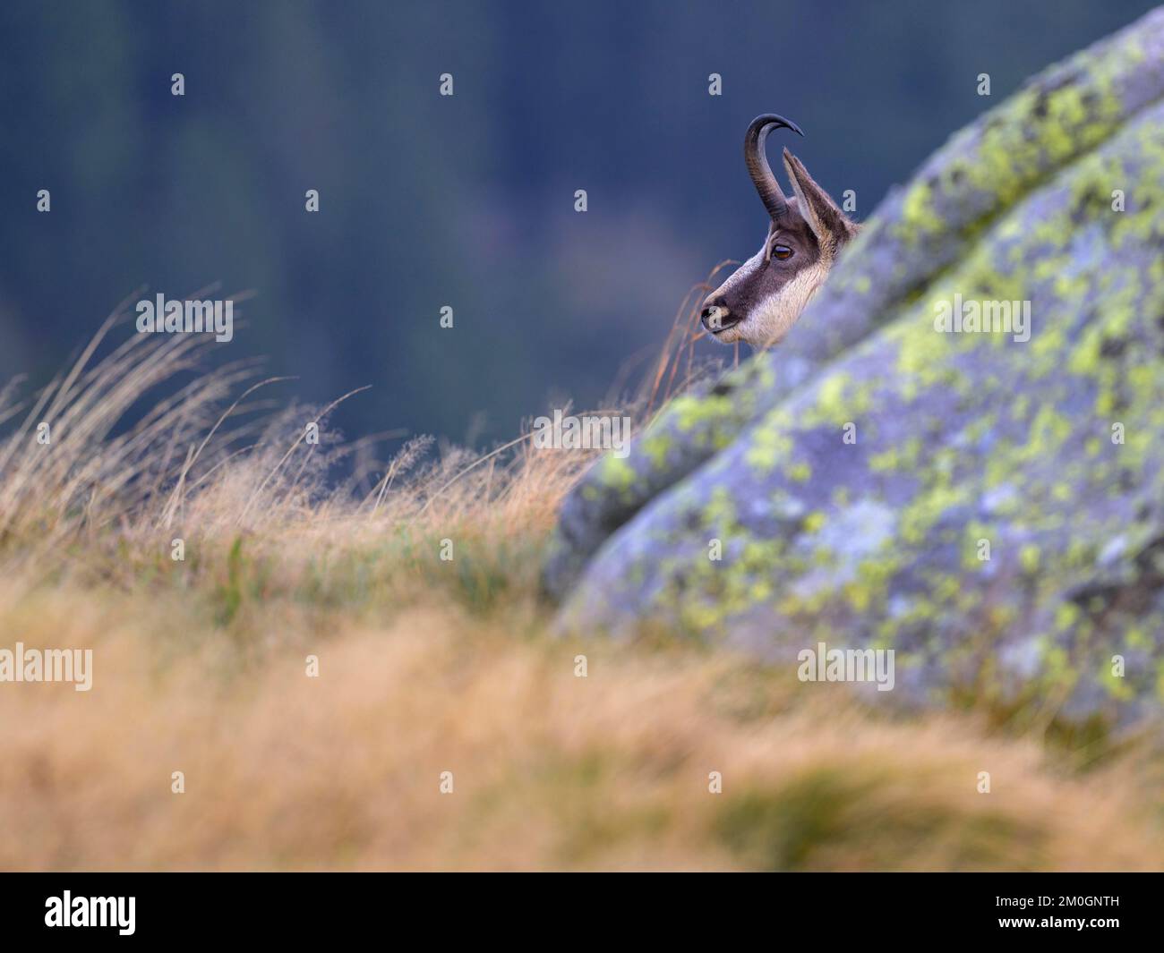 Chamois (Rupicapra rupicapra), chamois looking out from behind a lichen-covered rock, Vog Stock Photo