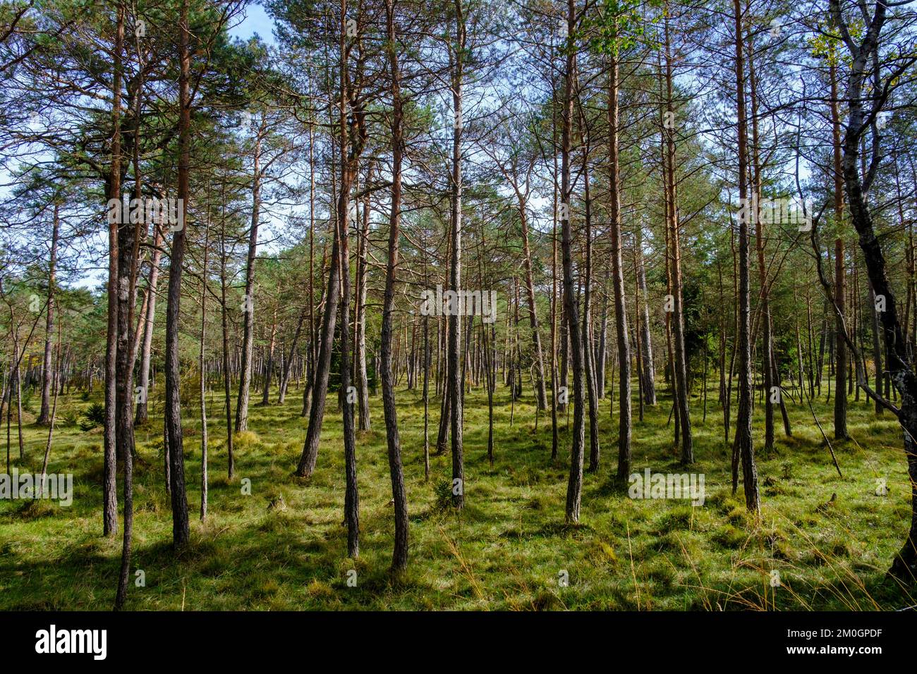 Isarauen, forest near Puppling, Wolfratshausen, Upper Bavaria, Bavaria, Germany, Europe Stock Photo