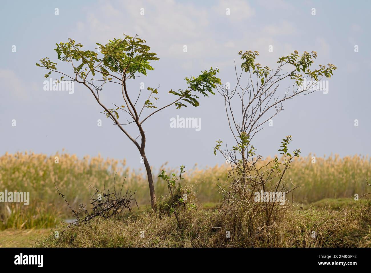 New plantlet emerges and grows into a tree or shrub, Bangweulu Swamps, Zambia, Africa Stock Photo