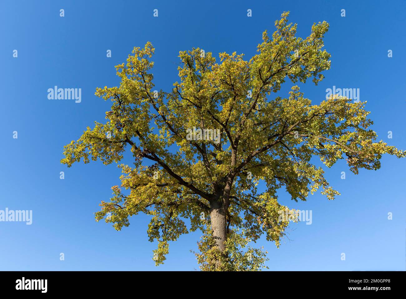 Oak tree (Quercus) in autumn colour, blue sky, Bavaria, Germany, Europe Stock Photo