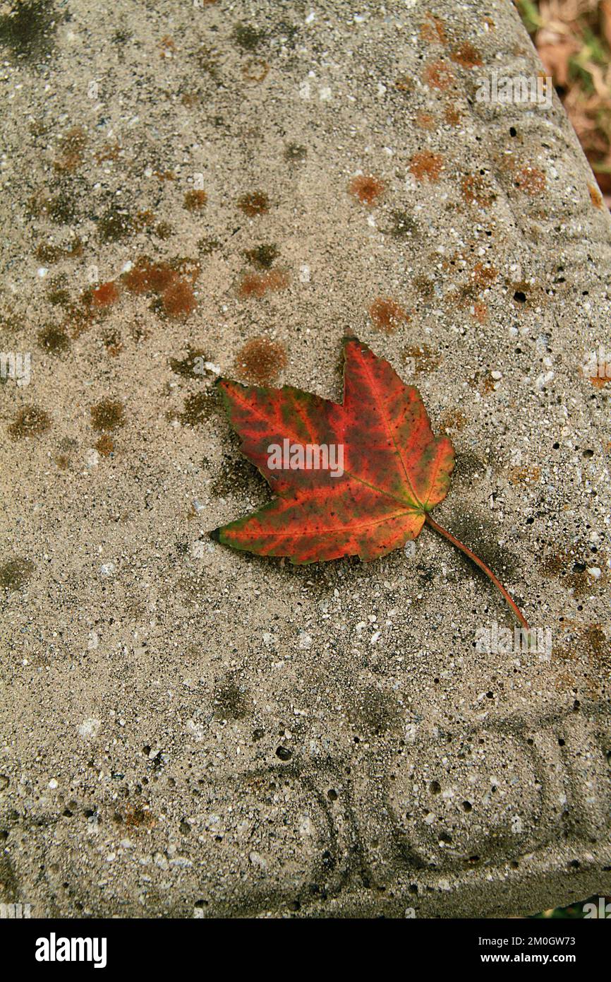 Two red maple leaves on a hi-res stock photography and images - Alamy