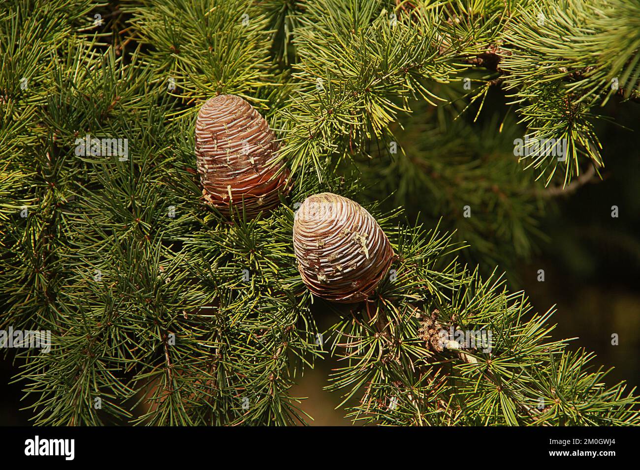 Cedar of Lebanon (Cedrus Libani's)'s mature cones on branches Stock Photo