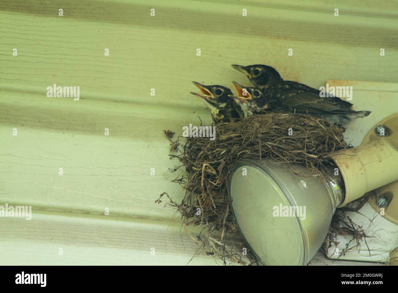 Robin babies in nest begging for food Stock Photo Alamy