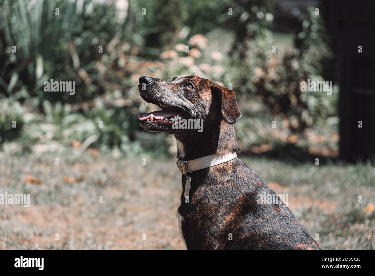 Plott dog hi res stock photography and images Alamy